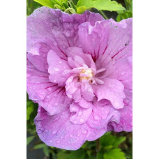 Гібіскус сірійський Арденс | Гибискус сирийский Арденс | Hibiscus syriacus Ardens