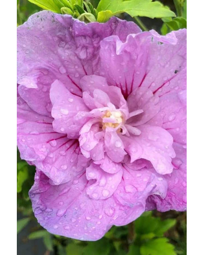 Гібіскус сірійський Арденс | Гибискус сирийский Арденс | Hibiscus syriacus Ardens