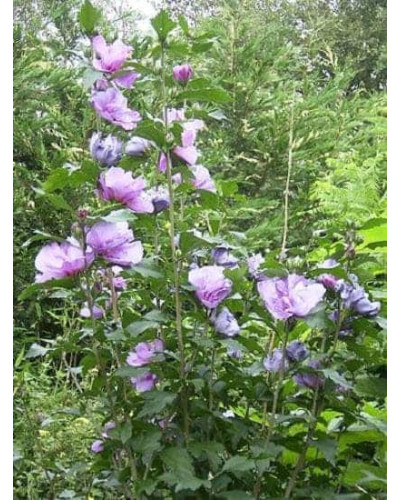 Гібіскус сірійський Арденс | Гибискус сирийский Арденс | Hibiscus syriacus Ardens