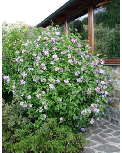 Гібіскус сірійський Арденс | Гибискус сирийский Арденс | Hibiscus syriacus Ardens