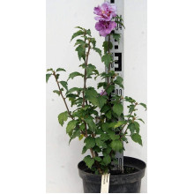 Гібіскус сірійський Арденс | Гибискус сирийский Арденс | Hibiscus syriacus Ardens