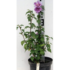 Гібіскус сірійський Арденс | Гибискус сирийский Арденс | Hibiscus syriacus Ardens