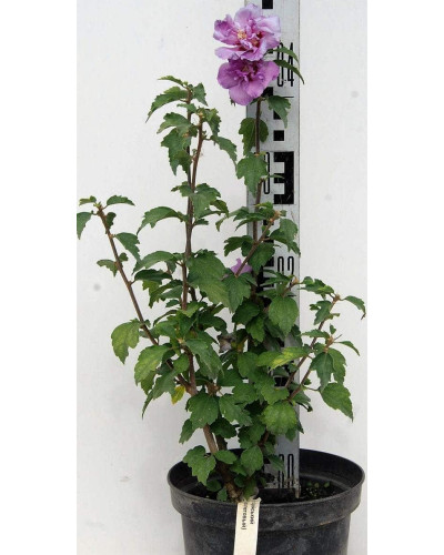 Гібіскус сірійський Арденс | Гибискус сирийский Арденс | Hibiscus syriacus Ardens