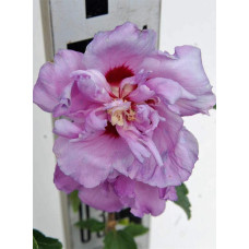 Гібіскус сірійський Арденс | Гибискус сирийский Арденс | Hibiscus syriacus Ardens