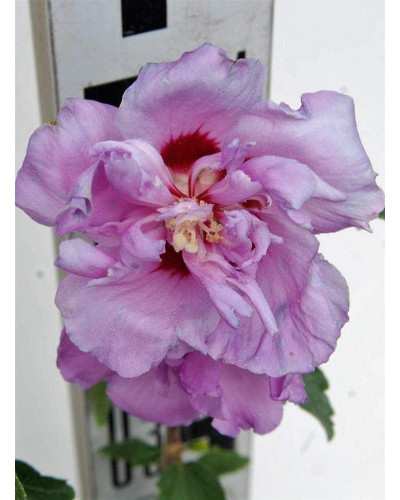 Гібіскус сірійський Арденс | Гибискус сирийский Арденс | Hibiscus syriacus Ardens
