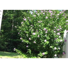 Гібіскус сірійський Арденс | Гибискус сирийский Арденс | Hibiscus syriacus Ardens