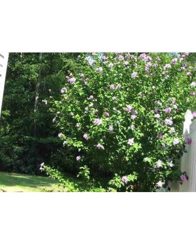 Гібіскус сірійський Арденс | Гибискус сирийский Арденс | Hibiscus syriacus Ardens