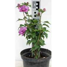Гібіскус сірійський Арденс | Гибискус сирийский Арденс | Hibiscus syriacus Ardens