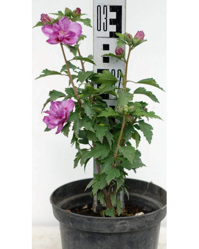 Гібіскус сірійський Арденс | Гибискус сирийский Арденс | Hibiscus syriacus Ardens