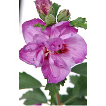 Гібіскус сірійський Арденс | Гибискус сирийский Арденс | Hibiscus syriacus Ardens