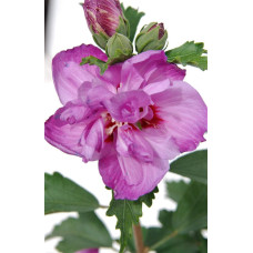 Гібіскус сірійський Арденс | Гибискус сирийский Арденс | Hibiscus syriacus Ardens
