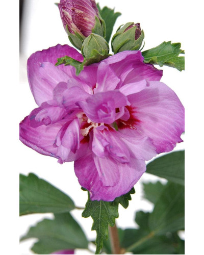 Гібіскус сірійський Арденс | Гибискус сирийский Арденс | Hibiscus syriacus Ardens