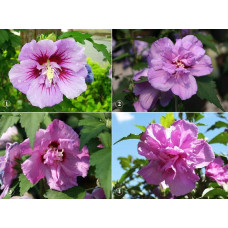 Гібіскус сірійський Арденс | Гибискус сирийский Арденс | Hibiscus syriacus Ardens