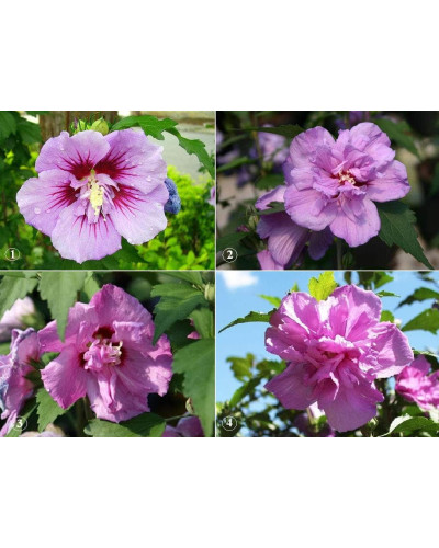 Гібіскус сірійський Арденс | Гибискус сирийский Арденс | Hibiscus syriacus Ardens