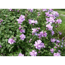 Гібіскус сірійський Арденс | Гибискус сирийский Арденс | Hibiscus syriacus Ardens