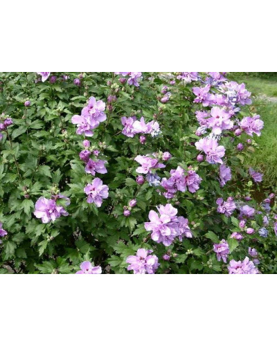 Гібіскус сірійський Арденс | Гибискус сирийский Арденс | Hibiscus syriacus Ardens