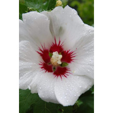 Гібіскус сирійський Ред Харт | Hibiscus syriacus Red Heart | Гибискус сирийский Ред Харт