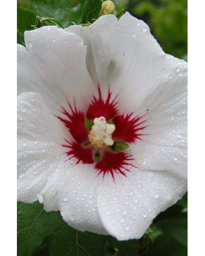 Гібіскус сирійський Ред Харт | Hibiscus syriacus Red Heart | Гибискус сирийский Ред Харт