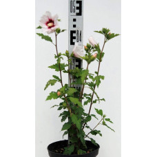 Гібіскус сирійський Ред Харт | Hibiscus syriacus Red Heart | Гибискус сирийский Ред Харт
