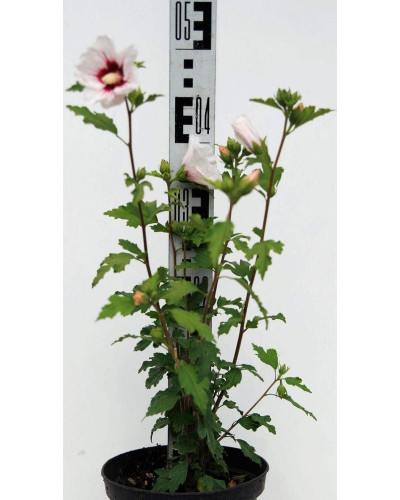Гібіскус сирійський Ред Харт | Hibiscus syriacus Red Heart | Гибискус сирийский Ред Харт