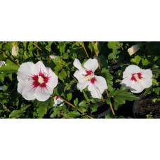 Гібіскус сирійський Ред Харт | Hibiscus syriacus Red Heart | Гибискус сирийский Ред Харт