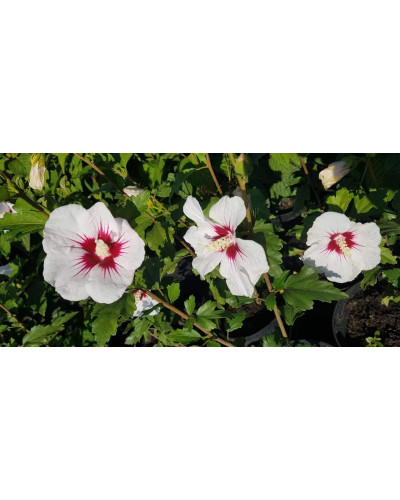 Гібіскус сирійський Ред Харт | Hibiscus syriacus Red Heart | Гибискус сирийский Ред Харт