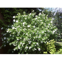 Гібіскус сирійський Ред Харт | Hibiscus syriacus Red Heart | Гибискус сирийский Ред Харт