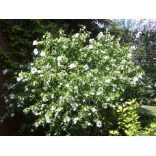 Гібіскус сирійський Ред Харт | Hibiscus syriacus Red Heart | Гибискус сирийский Ред Харт