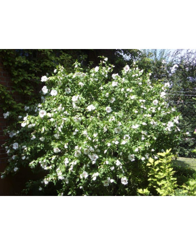Гібіскус сирійський Ред Харт | Hibiscus syriacus Red Heart | Гибискус сирийский Ред Харт