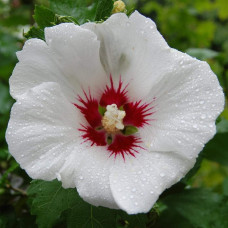 Гібіскус сирійський Ред Харт | Hibiscus syriacus Red Heart | Гибискус сирийский Ред Харт
