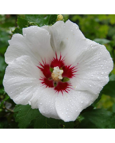 Гібіскус сирійський Ред Харт | Hibiscus syriacus Red Heart | Гибискус сирийский Ред Харт