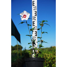 Гібіскус сирійський Ред Харт | Hibiscus syriacus Red Heart | Гибискус сирийский Ред Харт