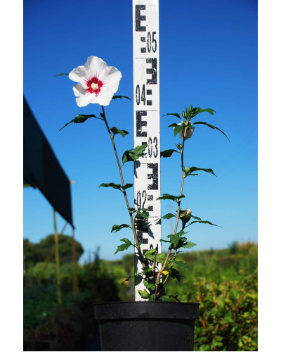 Гібіскус сирійський Ред Харт | Hibiscus syriacus Red Heart | Гибискус сирийский Ред Харт