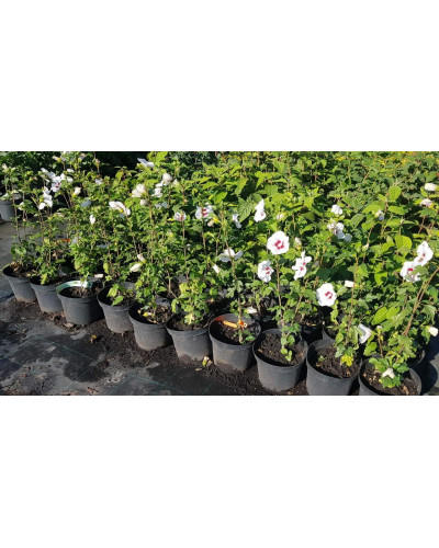 Гібіскус сирійський Ред Харт | Hibiscus syriacus Red Heart | Гибискус сирийский Ред Харт