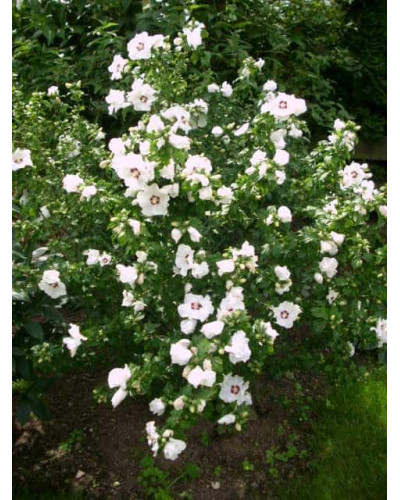 Гібіскус сирійський Ред Харт | Hibiscus syriacus Red Heart | Гибискус сирийский Ред Харт