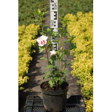 Гібіскус сирійський Ред Харт | Hibiscus syriacus Red Heart | Гибискус сирийский Ред Харт