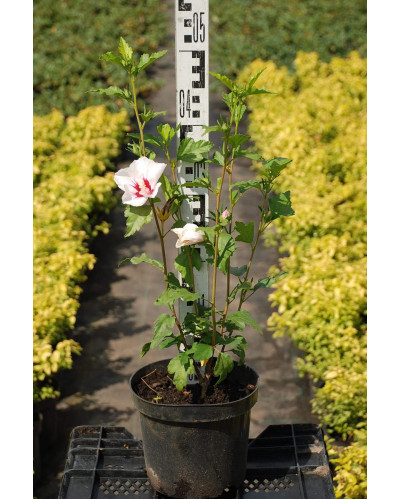 Гібіскус сирійський Ред Харт | Hibiscus syriacus Red Heart | Гибискус сирийский Ред Харт