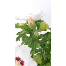 Гібіскус сирійський Ред Харт | Hibiscus syriacus Red Heart | Гибискус сирийский Ред Харт