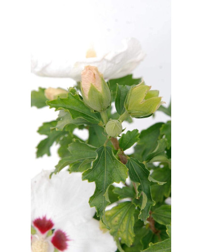 Гібіскус сирійський Ред Харт | Hibiscus syriacus Red Heart | Гибискус сирийский Ред Харт