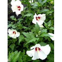 Гібіскус сирійський Ред Харт | Hibiscus syriacus Red Heart | Гибискус сирийский Ред Харт