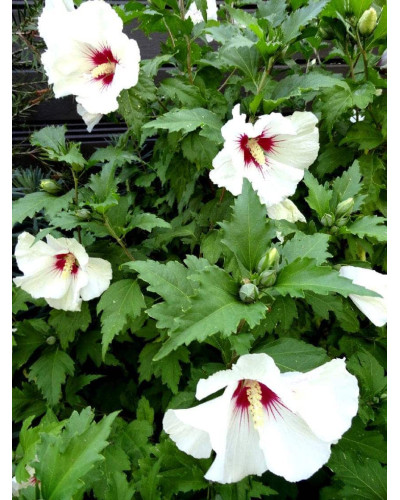 Гібіскус сирійський Ред Харт | Hibiscus syriacus Red Heart | Гибискус сирийский Ред Харт
