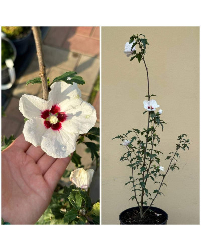 Гібіскус сирійський Ред Харт | Hibiscus syriacus Red Heart | Гибискус сирийский Ред Харт