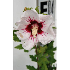 Гібіскус сирійський Ред Харт | Hibiscus syriacus Red Heart | Гибискус сирийский Ред Харт