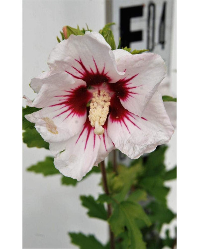 Гібіскус сирійський Ред Харт | Hibiscus syriacus Red Heart | Гибискус сирийский Ред Харт