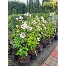 Гібіскус сирійський Ред Харт | Hibiscus syriacus Red Heart | Гибискус сирийский Ред Харт