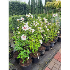 Гібіскус сирійський Ред Харт | Hibiscus syriacus Red Heart | Гибискус сирийский Ред Харт
