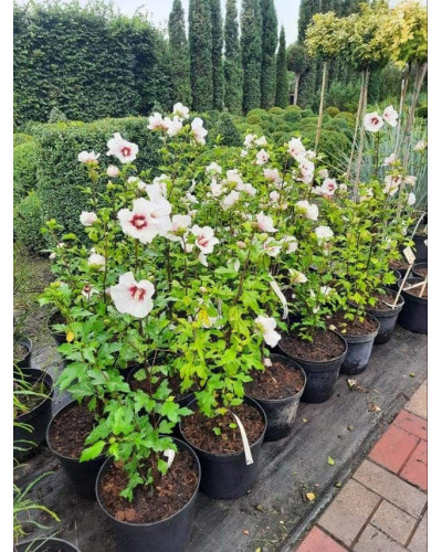 Гібіскус сирійський Ред Харт | Hibiscus syriacus Red Heart | Гибискус сирийский Ред Харт