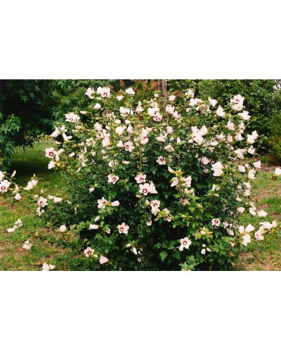 Гібіскус сирійський Ред Харт | Hibiscus syriacus Red Heart | Гибискус сирийский Ред Харт