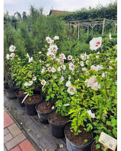 Гібіскус сирійський Ред Харт | Hibiscus syriacus Red Heart | Гибискус сирийский Ред Харт