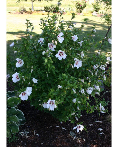 Гібіскус сирійський Ред Харт | Hibiscus syriacus Red Heart | Гибискус сирийский Ред Харт